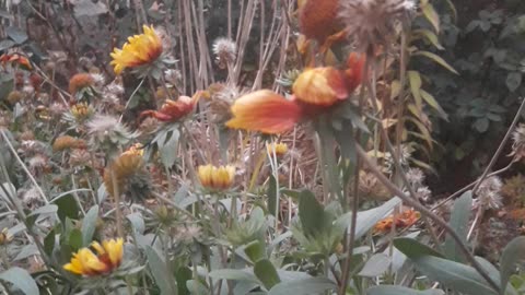Gaillardia from above
