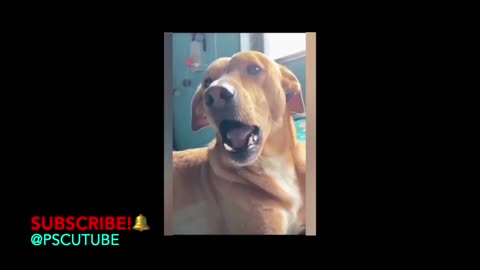 Viral funny video Latest Comedy Dog, Cute Animals 2025