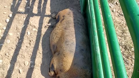 More of the pig lounging around