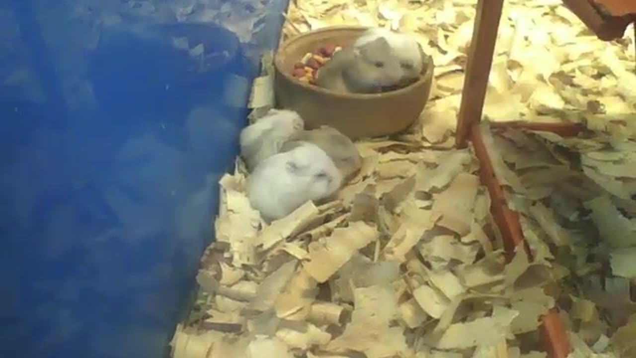 3 hamsters cleaning their fur, 2 hamsters eating inside of bowl and 1 sleeping [Nature & Animals]