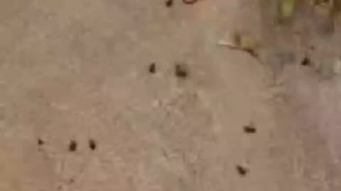 Rothschild BlackRock WEF Power...