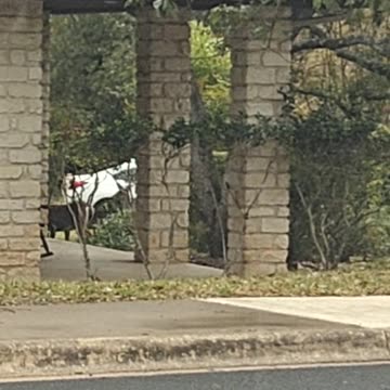 Oh Deer! Christmas Came Early in ATX — Real Deer Sighting After My Lunchdrop Route #deer #christmas