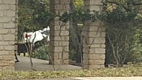 Oh Deer! Christmas Came Early in ATX — Real Deer Sighting After My Lunchdrop Route #deer #christmas
