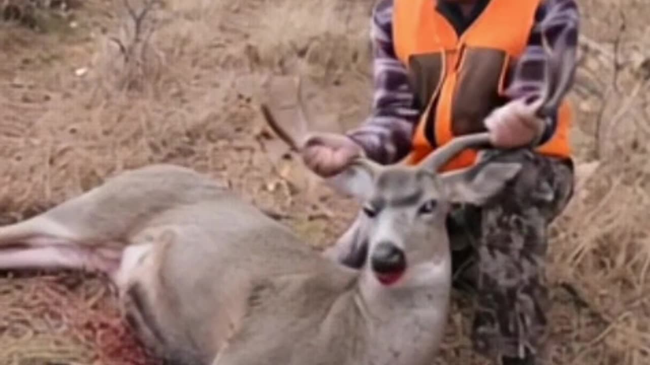 A.I. fun with my 2025 4x4 mule deer