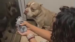 😂🚨 This Pitbull's Fatherhood Rejection is EPIC! | FunFM