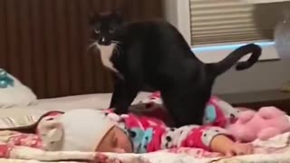 Cat massage