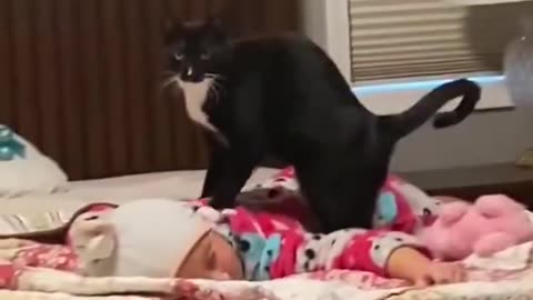 Cat massage