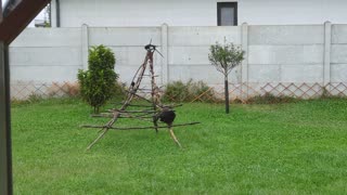 😂🐦 Poor Void Cat Mocked by Birds | FunFM
