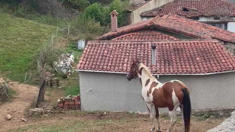 I Speak Fluent Horse