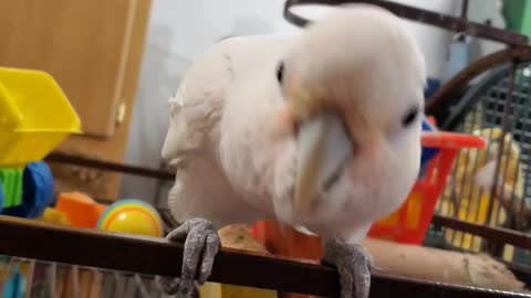 Funny parrot \cockatoo