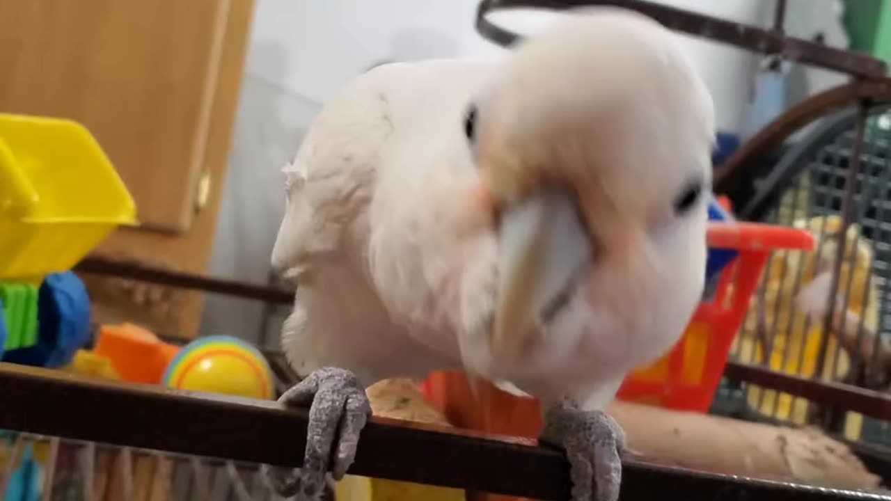 Funny parrot \cockatoo