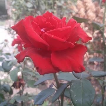 Rose in the summer heat