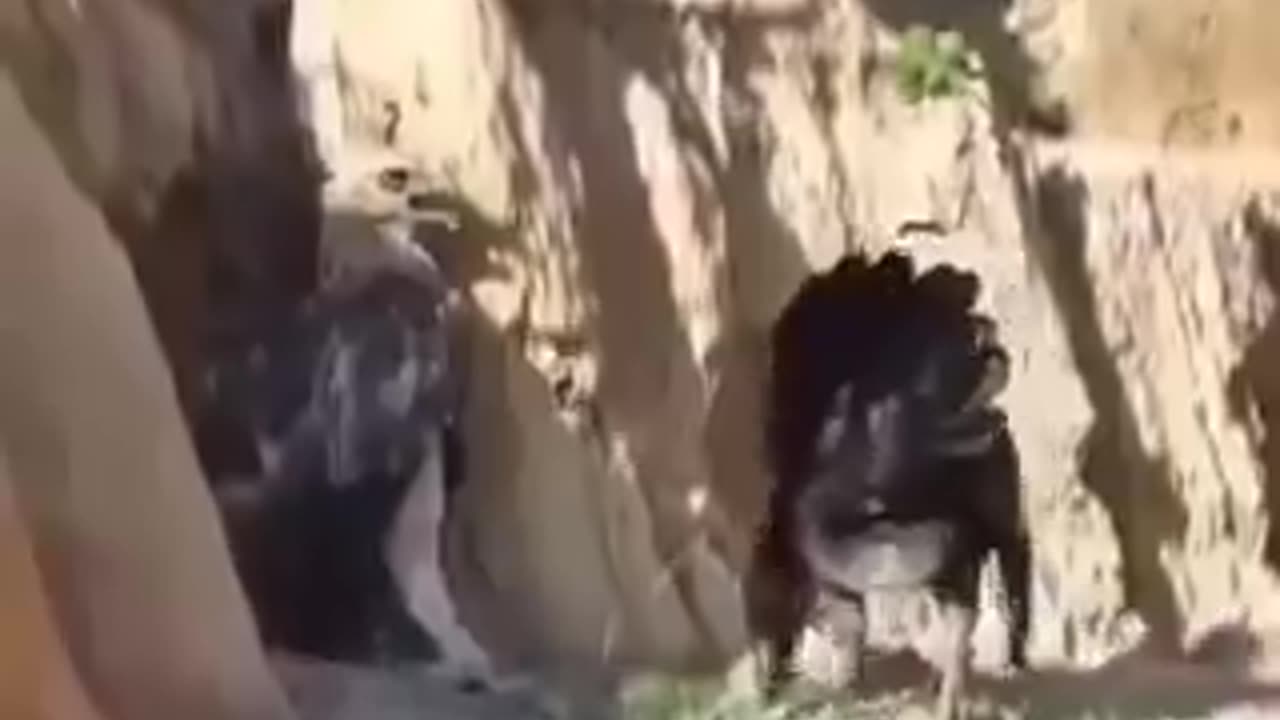 the Eagle was in total shock! 🦅