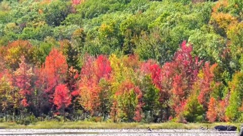 Fall Foliage