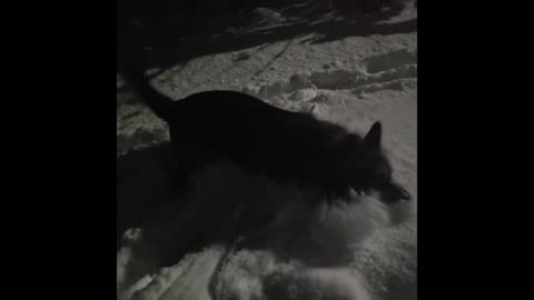 German shepherd in snow.