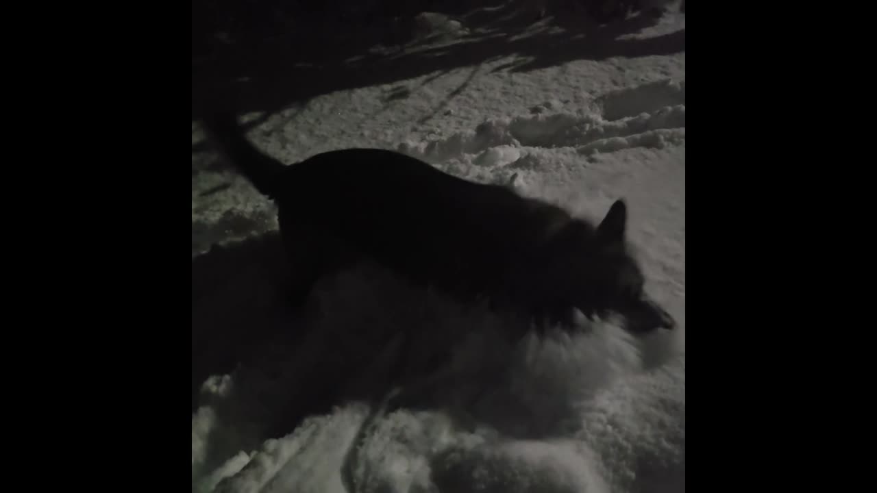 German shepherd in snow.