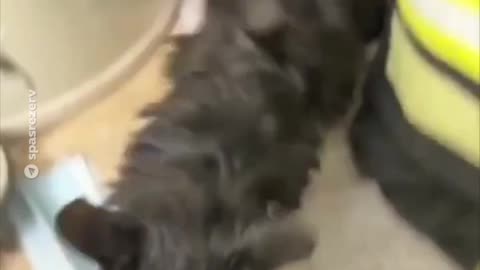 Salvan a un gato atrapado en una lavadora