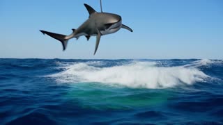 OK, I DID ORDER THAT SECOND HELICOPTER SHARK ATTACK!!!🦈🇺🇸🤣🤣🤣