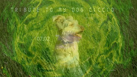 tribute to my dog ciccio r.i.p