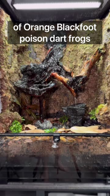 6 month Old Poison Dart Frog Terrarium!