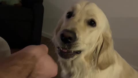 Dog Covertly Spits Out Cucumber