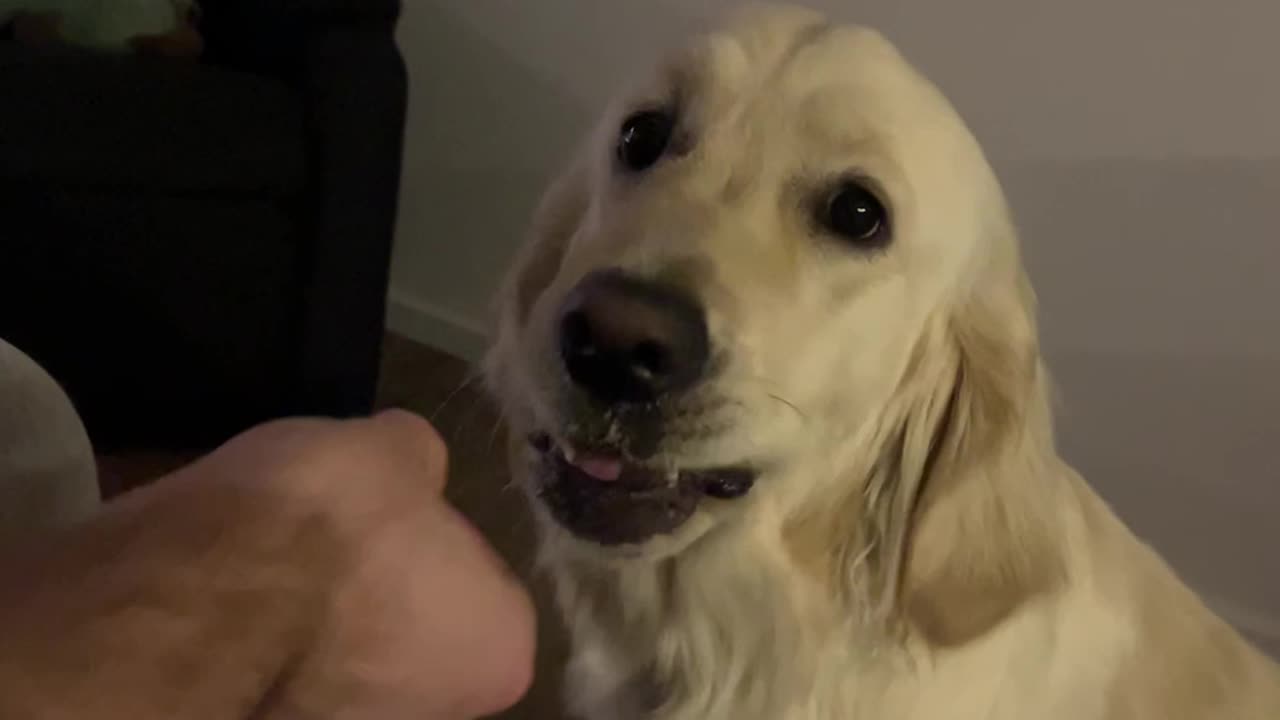 Dog Covertly Spits Out Cucumber