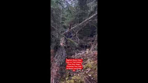 Extreme strangeness... Legs with no body runs down the street