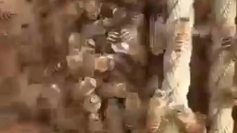 🤯🐝 Watch These Bees Cook A Hornet Alive With Their Vibrating Wings! | FeedMyCuriosity
