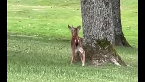 BRAKING NEWS A TWO HEAD DEAR CATCH ON CAMERA.