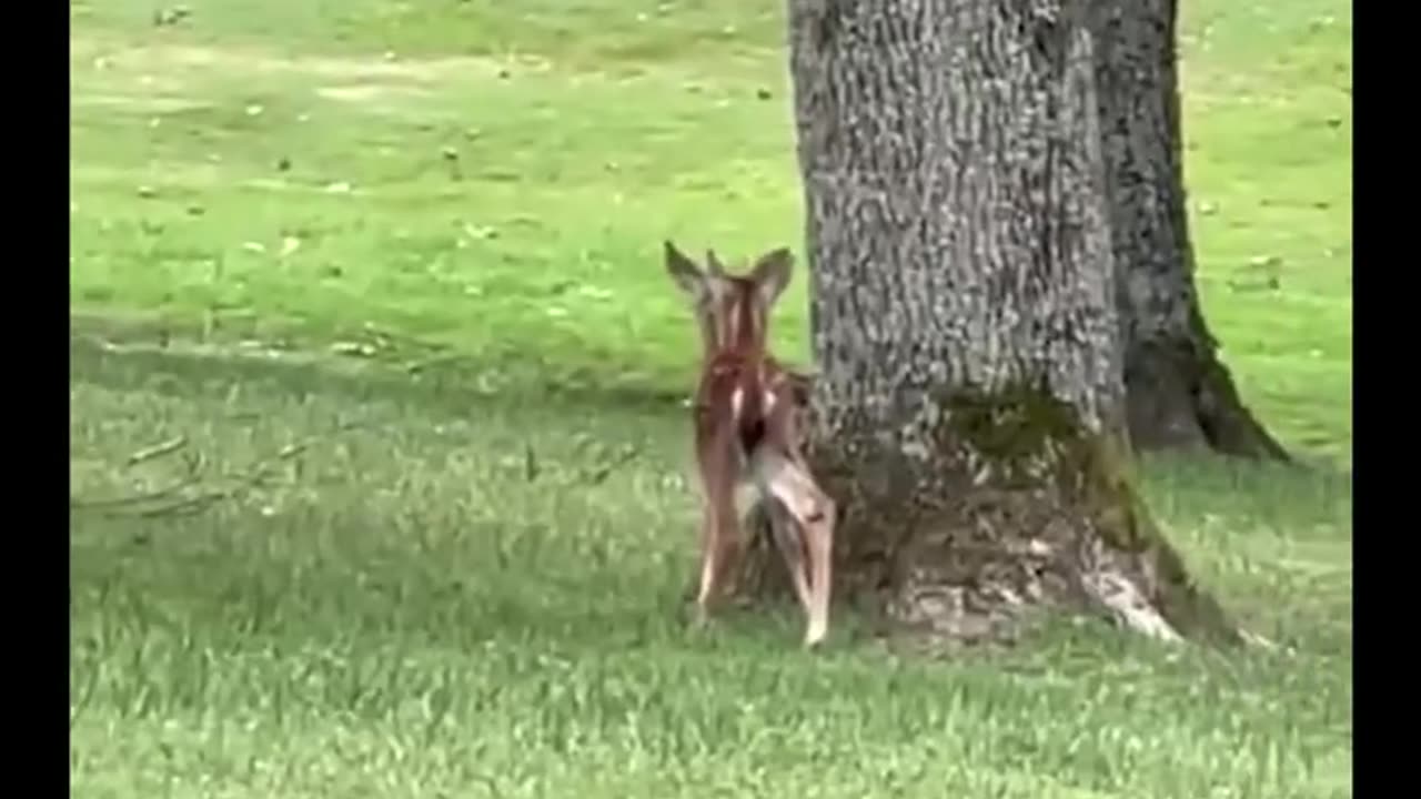 BRAKING NEWS A TWO HEAD DEAR CATCH ON CAMERA.