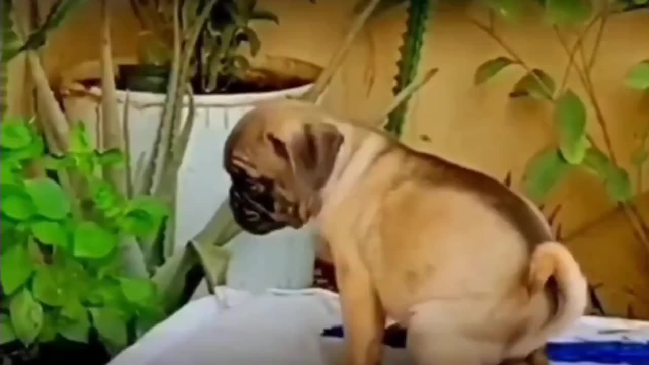 Good Boy