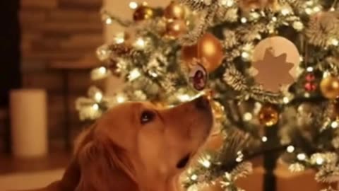 🐶💔 My Dog Has Been Waiting for His Owner… This Christmas Moment Broke Me 🎄😢
