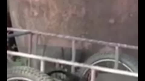 FUNNY & CUTE ANIMALS