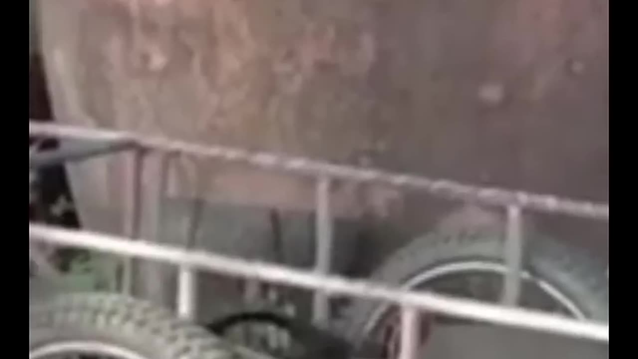 FUNNY & CUTE ANIMALS