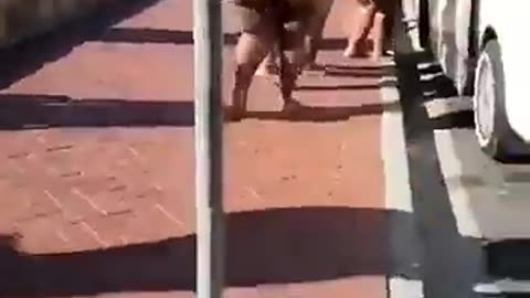 What Van Can Support This?