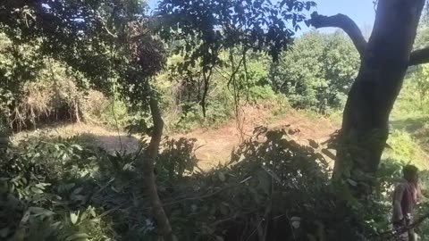 Cleaning Bushes and Creepers