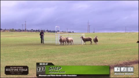 Fri 131 Shep - Mariane Aasak - 2025 USBCHA Sheep Dog Finals