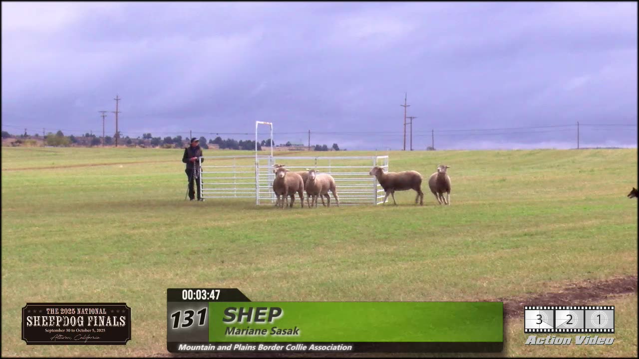 Fri 131 Shep - Mariane Aasak - 2025 USBCHA Sheep Dog Finals
