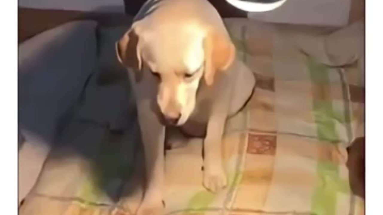 Gambled the puppies away