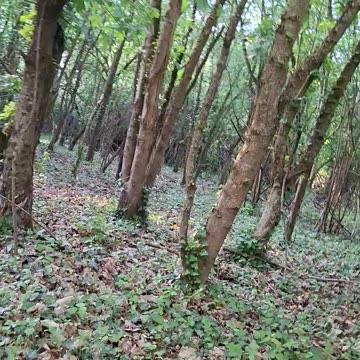 Homeless Bum Runs Through Forest