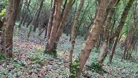 Homeless Bum Runs Through Forest