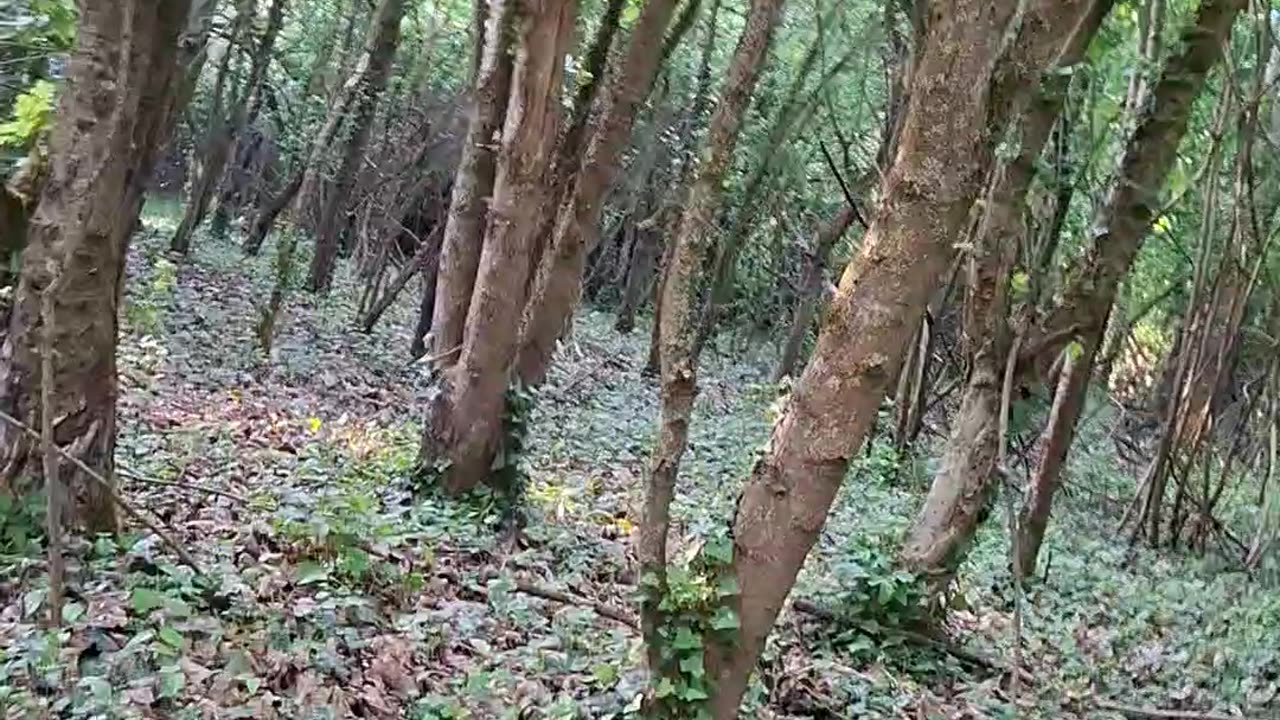 Homeless Bum Runs Through Forest