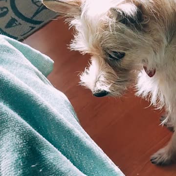 Luna my dog 💚♥️💙🐕