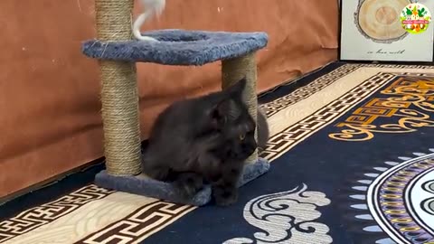Kittens and Friends in the Garden 🌸 Cute Dogs_ Rabbits_ Cows _ Mice – Cat Meows Compilation )
