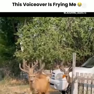 Funniest Raindeer Voiceover😂😂😂😂
