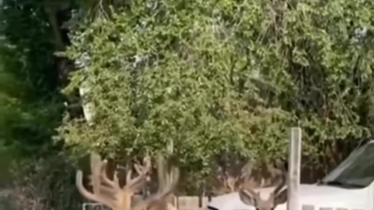 Funniest Raindeer Voiceover๐๐๐๐