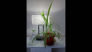 I'm Reading Matthew Chapter 27 (KJV) Out Loud.