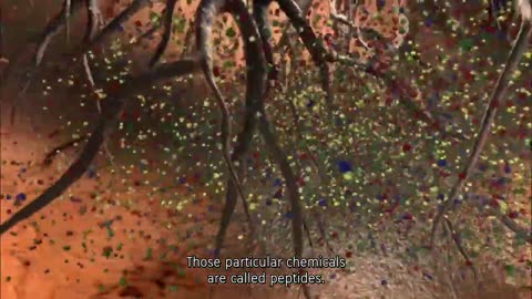 What the Bleep Do We Know!?: Down the Rabbit Hole - Full Doc - HQ - ENG Subs