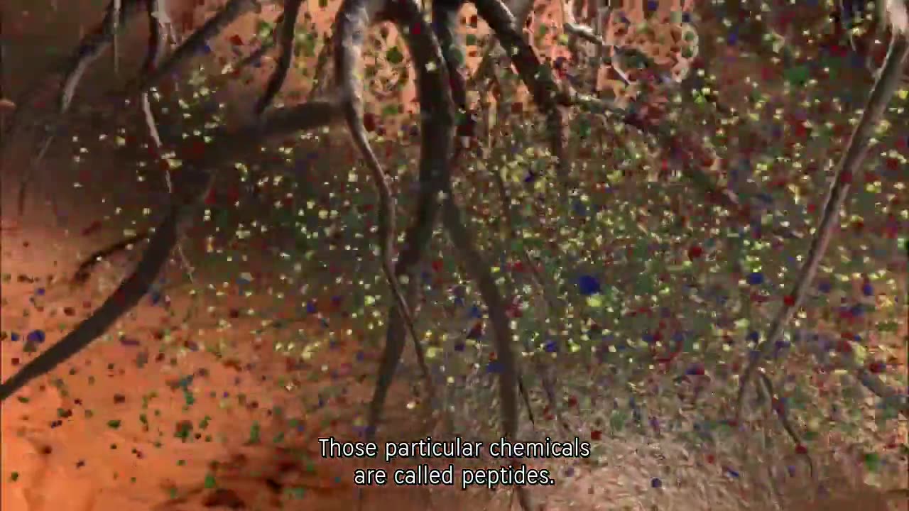 What the Bleep Do We Know!?: Down the Rabbit Hole - Full Doc - HQ - ENG Subs