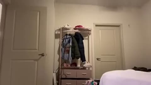 Twitch streamer 'Aspen Kartier' beating her dog on stream